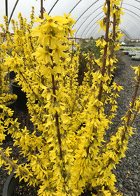 Forsythia 'Showoff' (Mindor)